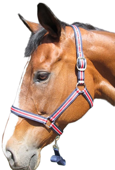 Easy fit with buckling neck strap. Nicely fitting noseband that does not sag. Quality trigger hook on 2m lead. Small/Pony, Medium/Cob, Large/Horse, XL/Warmblood.