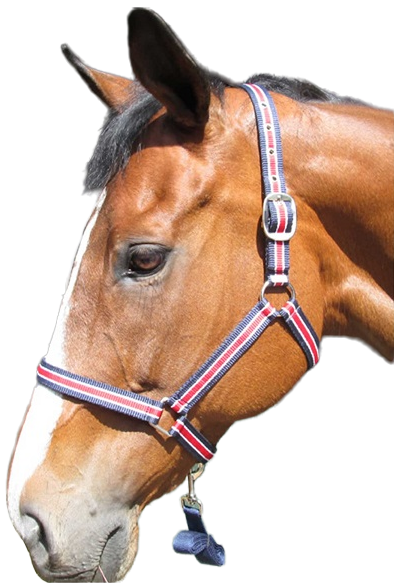 Easy fit with buckling neck strap. Nicely fitting noseband that does not sag. Quality trigger hook on 2m lead. Small/Pony, Medium/Cob, Large/Horse, XL/Warmblood.