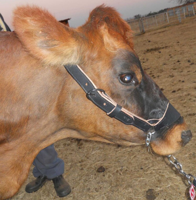 Strong leather. Felt padded noseband. Sliding control chin chain. 4 sizes. Strong leather control halter that fits over the animal's head and nose. Slip chain tightens under the jaw when pulled for extra control.
