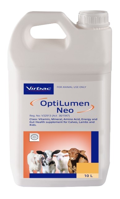 A highly concentrated liquid drench containing Energy, bio-available Vitamins, Amino Acids, Essential Trace Minerals and Gut Health. Enhancers formulated for calves, lambs and kids. OptiLumen Neo can be a valuable aid in promoting immunity and growth in ne