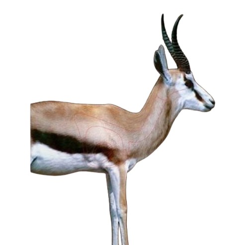 The thin red lines on the springbuck indicate the kill zones of the springbuck. The outer line indicates the lung, back and neck spine area. The next smaller line indicates the heart and lung area. The inner line indicates the heart and inside that area there is a small circle which is used for scoring purposes at shooting competitions. The head also has a kill zone indicated, but head shots are only recommended for experienced marksman.